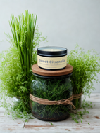Sweet Citronella 6 oz Candle Tin